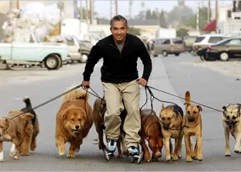 how to become a dog whisperer