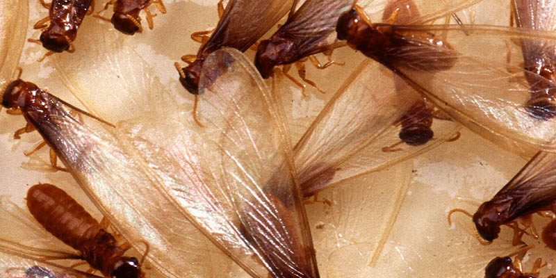 Baby Termites With Wings