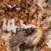 baby termites with wings