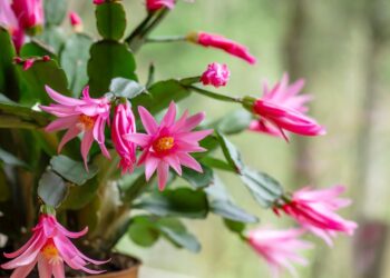 easter cactus