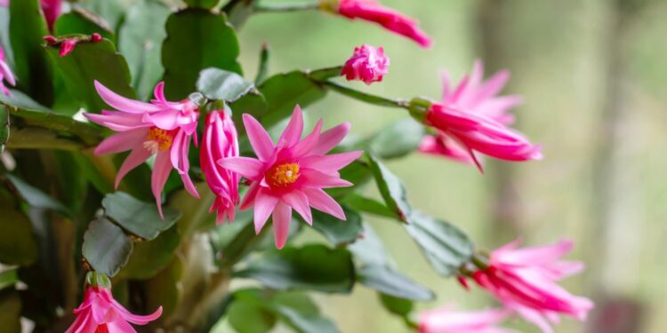 easter cactus