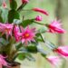 easter cactus