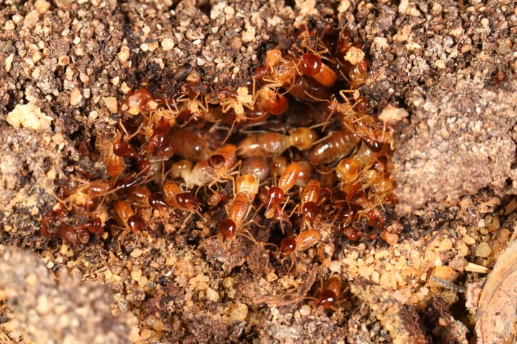 borax for termites