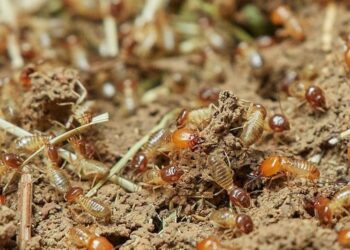 borax for termites