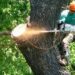 Which Tree Services are Right for You?