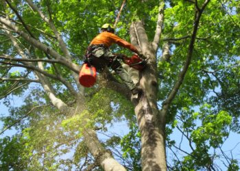Tree Services
