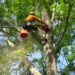 Tree Services
