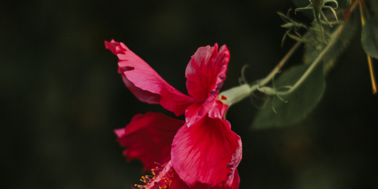 Hibiscus