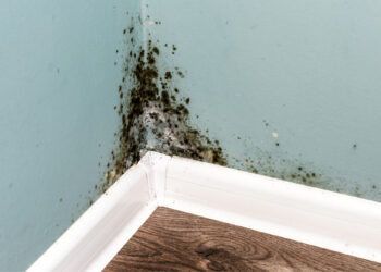 How to Prevent Mold on Walls: Here Are 10 Effective Tips to Keep Your Walls Mold-Free.