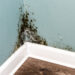 How to Prevent Mold on Walls: Here Are 10 Effective Tips to Keep Your Walls Mold-Free.