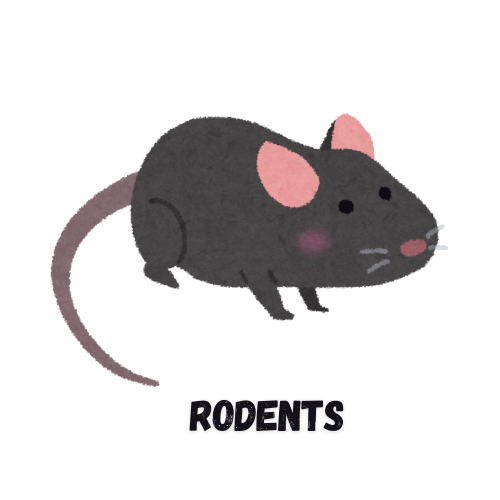 Rodents Pest Inspection