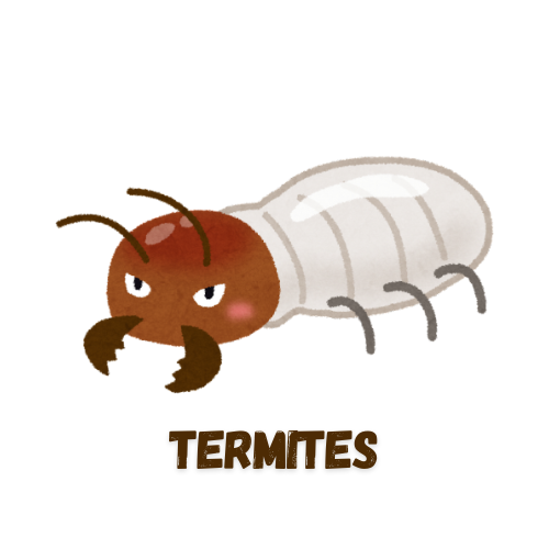 Termites Pest Inspection