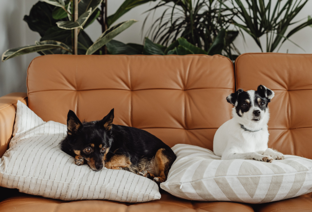 Pet-Safe Upholstery Materials