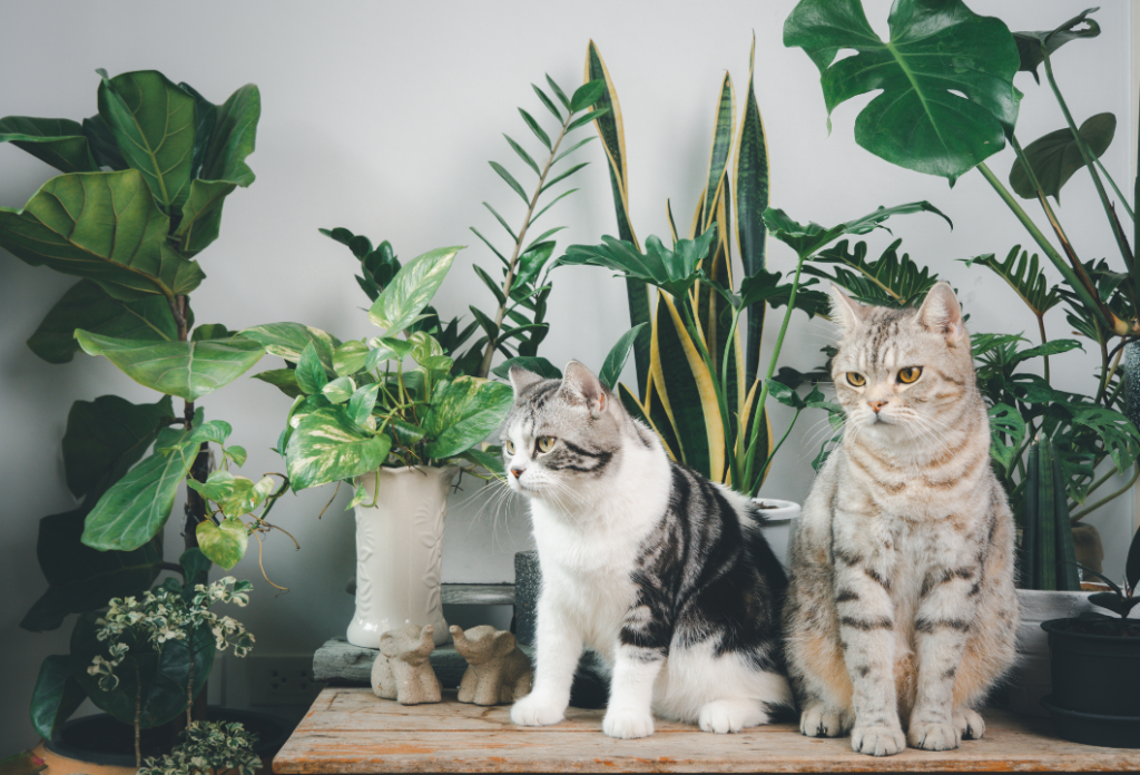 Pet-Friendly Home Plants