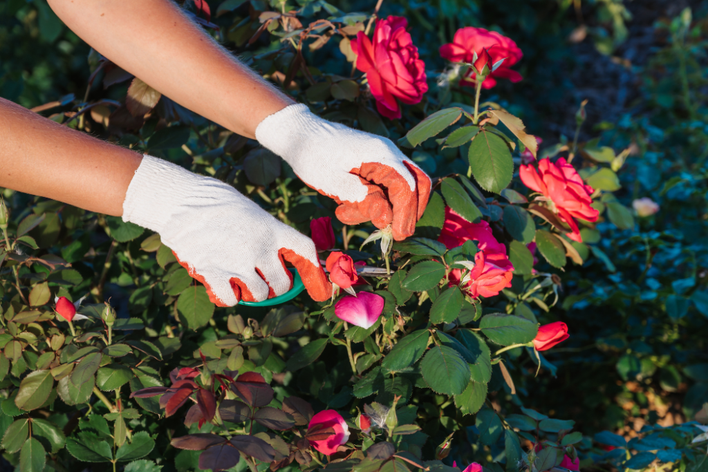  Weeding and Pruning garden makeover