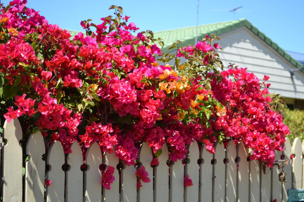 Fence and Shed garden Makeovers